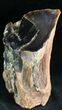 Petrified Wood Limb - Nevada #28461-3